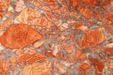 Polished, Brecciated Snakeskin Jasper Slab - Australia #96249-1